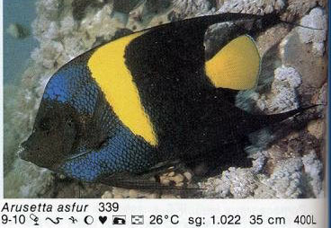 Arusetta asfur